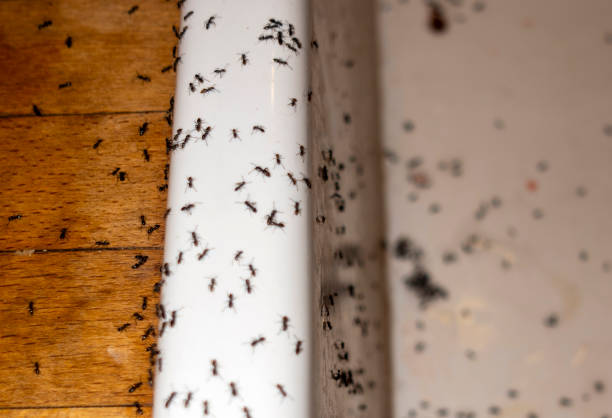 Best Termite Control Services  in Morgan Hill, PA